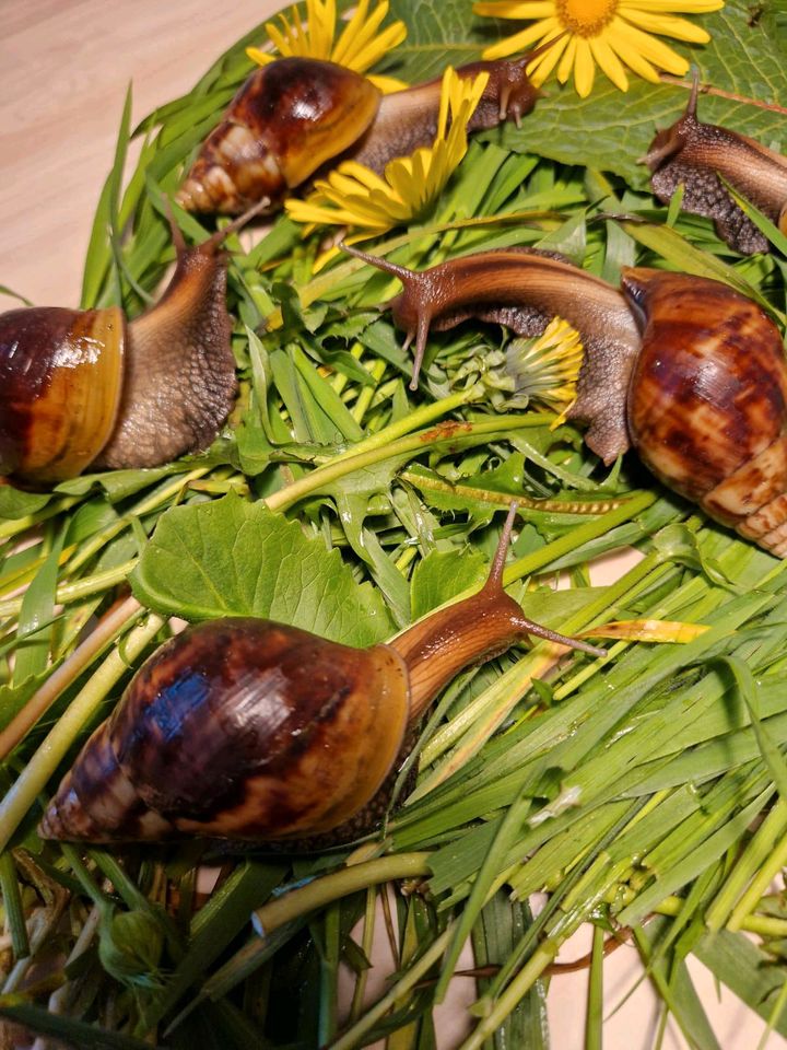 Achatschnecken, afrikanische Riesenschnecken in Hofheim Unterfr.