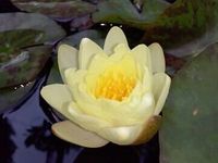 schöne blühende Sommer Seerose für Garten Teich D: 7cm Bayern - Landshut Vorschau