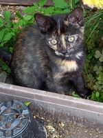 Katze Nelly wird vermisst Hessen - Ebsdorfergrund Vorschau