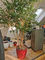 kleinblättriger Ficus mit Lechuzatopf Nürnberg (Mittelfr) - Südstadt Vorschau