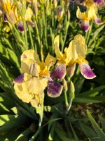 Schwertlilie Iris 1 Rhizome gelb/weiß/lila Niedersachsen - Rehburg-Loccum Vorschau