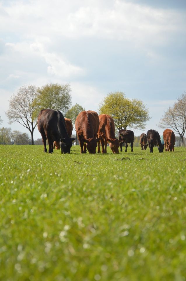 10 kg Fleischpaket vom Wieste-Angus Rind (Herbst 2024) in Sottrum