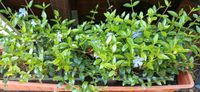Das Kleine Immergrün - 6 kräftige Pflanzen gestopft Niedersachsen - Ostrhauderfehn Vorschau