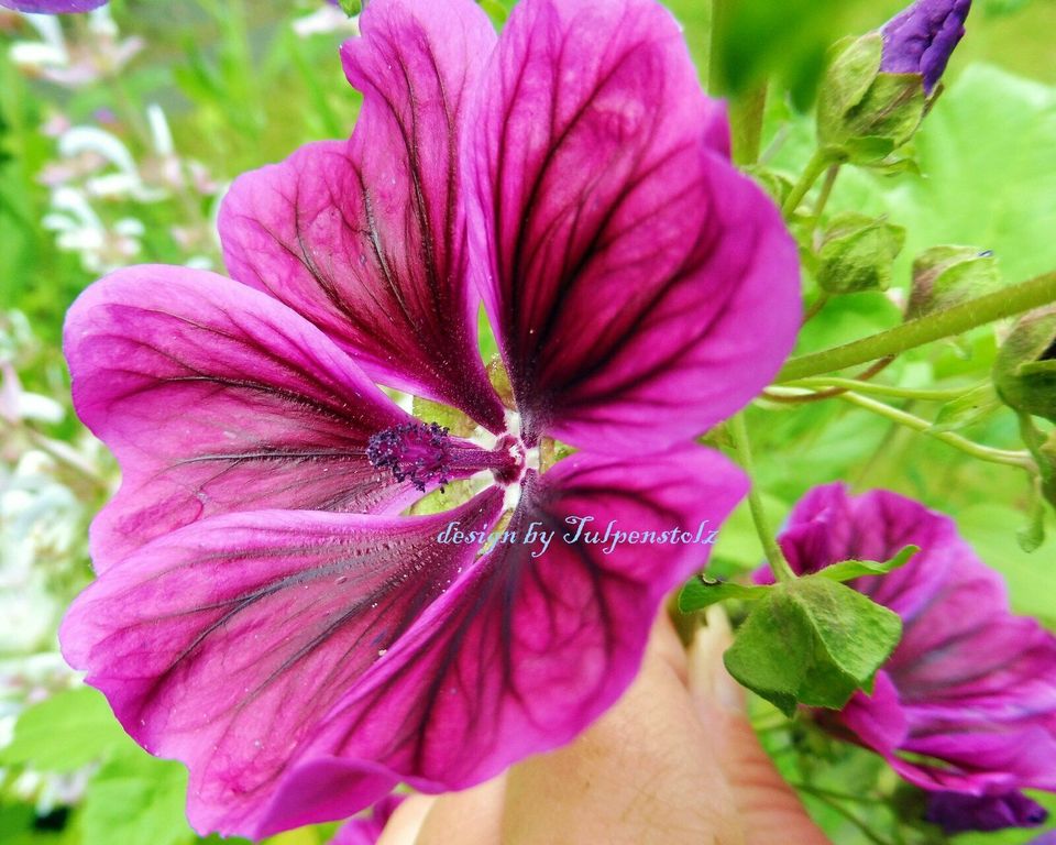 ♥ Maharadscha Malve,Samen,Malva Sylvestris Heilpflanze Staude in Hamburg