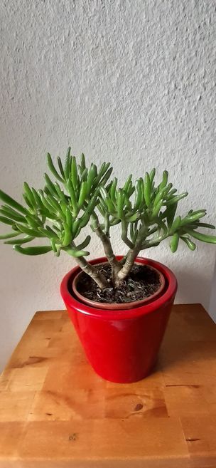 Hobbit Crassula Ovata Büro-Pflanze Sukkulenten Zimmerpflanze in Frankfurt am Main