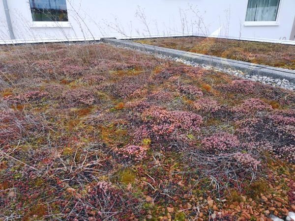 Garagen Dach Mischung Dach Begrünung Grünes Mauer Samen Saatgut in Pfedelbach