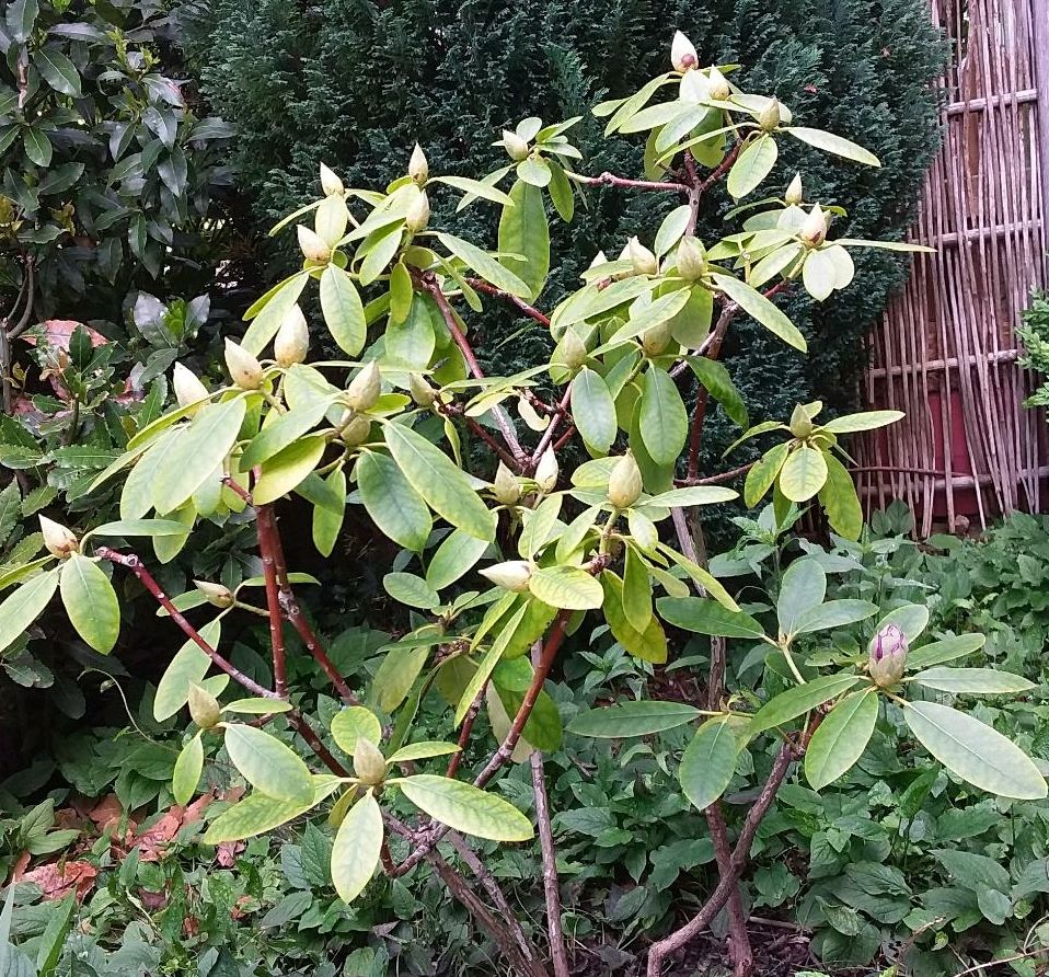 Bienenweide und Hummelwiese Rhododendron XXL in Neuwittenbek