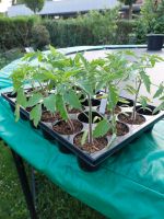 Tomatenpflanzen verschiedene besondere Sorten Nordrhein-Westfalen - Metelen Vorschau