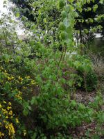 Haselnussbaum Haselnuss Strauch Bio 180-250cm Niedersachsen - Diepholz Vorschau