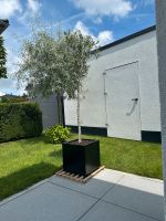 Olivenbaum mit Topf Bayern - Hutthurm Vorschau