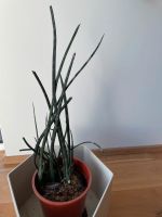 Pflanze Zimmerpflanzen Nordrhein-Westfalen - Erkelenz Vorschau