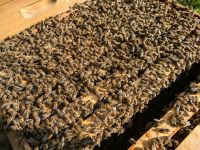 Bienen Bienenvölker Carnica Dadant (US) Hessen - Fulda Vorschau