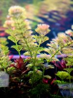 AQUARIUMPFLANZE Limnophila sessiliflora f. Aquarium / Aquascape Sachsen-Anhalt - Bernburg (Saale) Vorschau