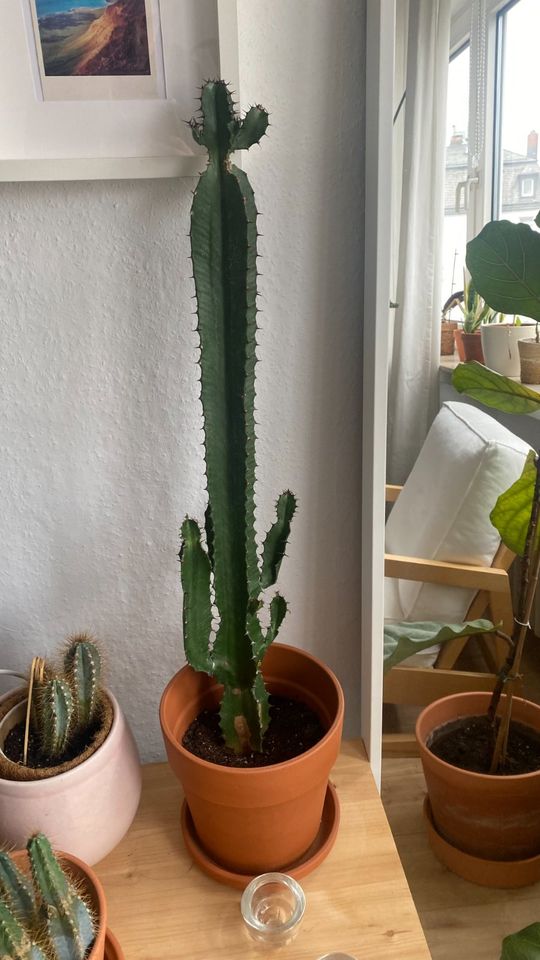 Kaktus verschiedene Größen in Frankfurt am Main