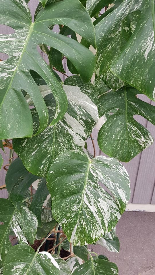 Monstera variegata Zimmerpflanze 3x MEGA GROSS in Seefeld