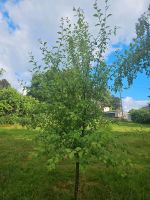 Großer Pflaumenbaum Leicht auszugraben Nordrhein-Westfalen - Much Vorschau