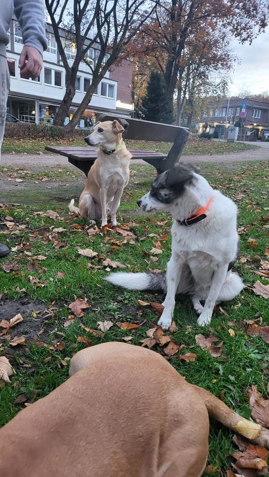 Layla auf Pflegestelle in 25421 Pinneberg in Olfen