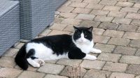 Katze Kater entlaufen vermisst gesucht ? Berlin - Biesdorf Vorschau