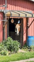 Kaltblut Wassertrense doppelt gebrochen 15,5 cm Schleswig-Holstein - Norderbrarup Vorschau