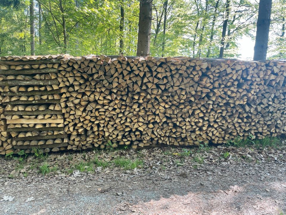 Brennholz frisch geschlagen in Buchen (Odenwald)