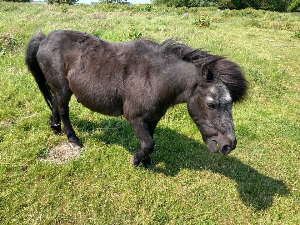 Ponys, Pferde, Welsh , Haflinger zu verkaufen in Wittmund