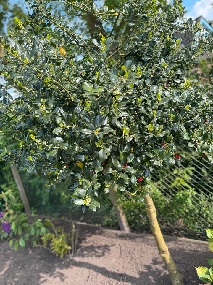 Stechpalme Ilex zur Selbstabholung in Bremen