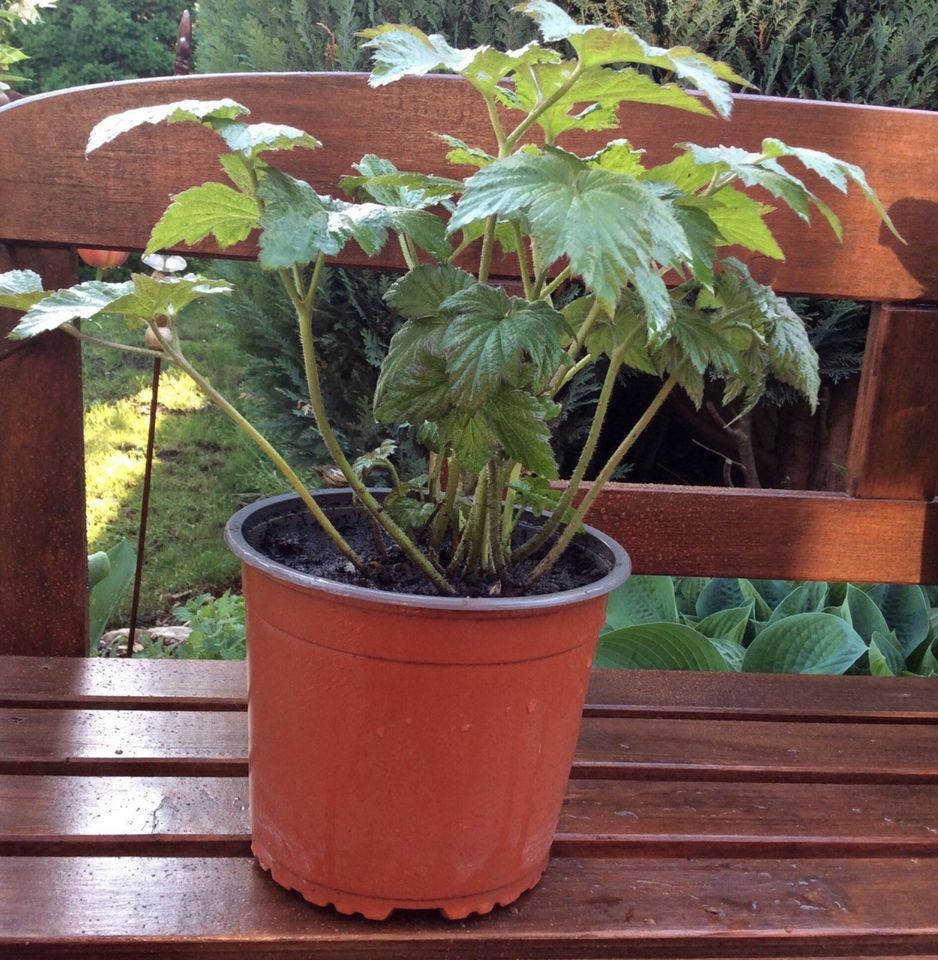 Garten Stauden  Robustissima  tonenrose Anemone in Ebensfeld