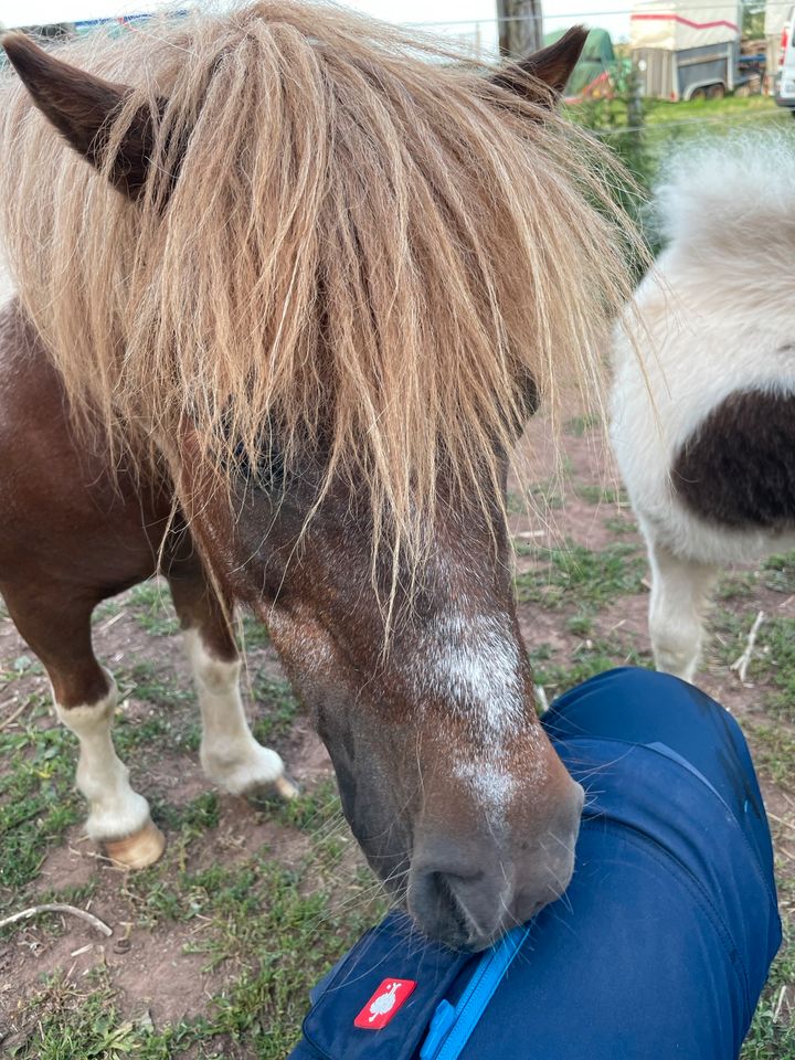 Pony Relaxing in Mechernich