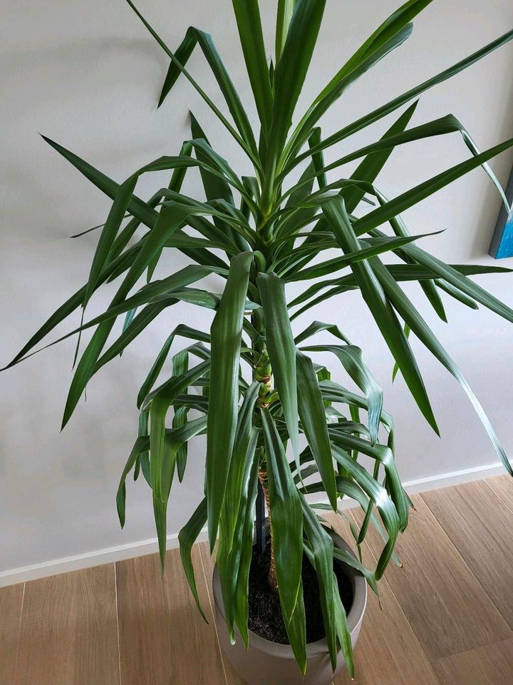 Yucca Palme 175cm im hochwertigem Topf in Grafenhausen