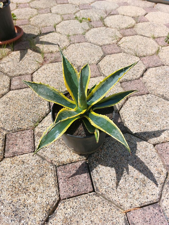 Agave gelb-grün in Oelsnitz / Vogtland