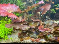 Aquarienpflanzen Rote Tigerlotus Saarland - St. Ingbert Vorschau