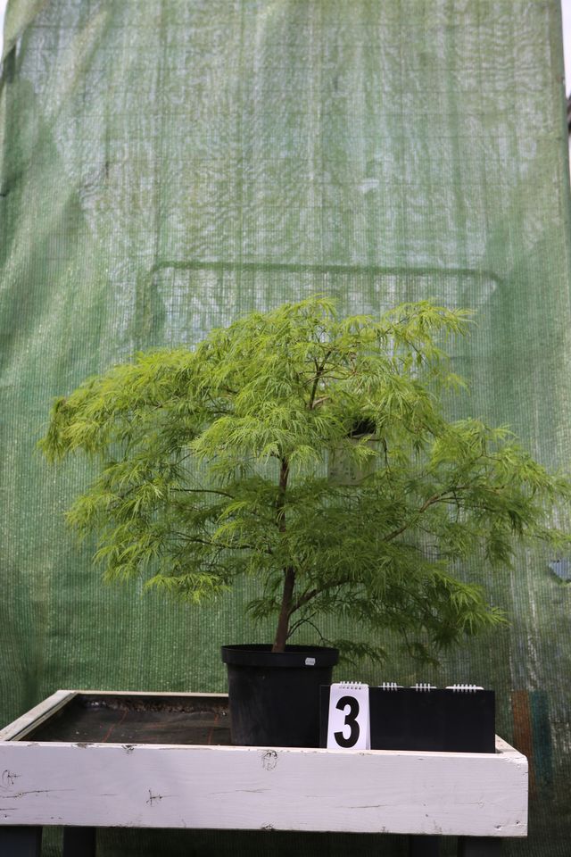 Acer palmatum dissectum Ahornwochen Sonderangebot no. 3 in Dietzhölztal