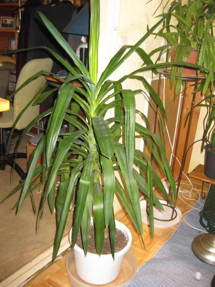 2 x Yucca-Palme 120 /90 cm - gerade gewachsen/ ab 15 € in Berlin