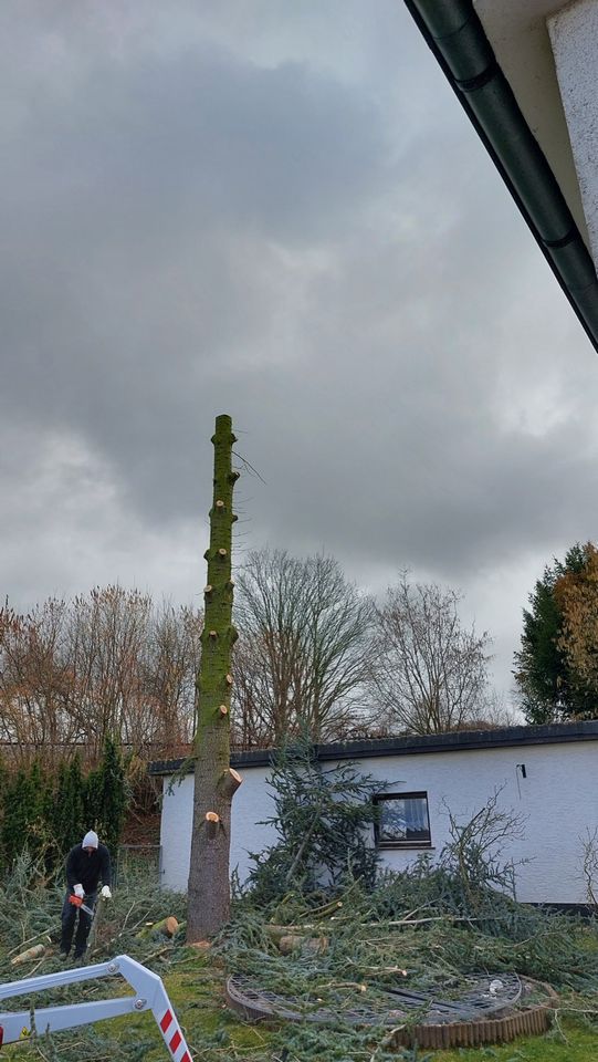 Baumfällung Heckenschnitt Heckenpflanzung u.v.m in Mechernich