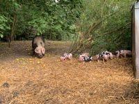 Ferkel, Läufer, Bunte Bentheimer, Bio Niedersachsen - Jade Vorschau