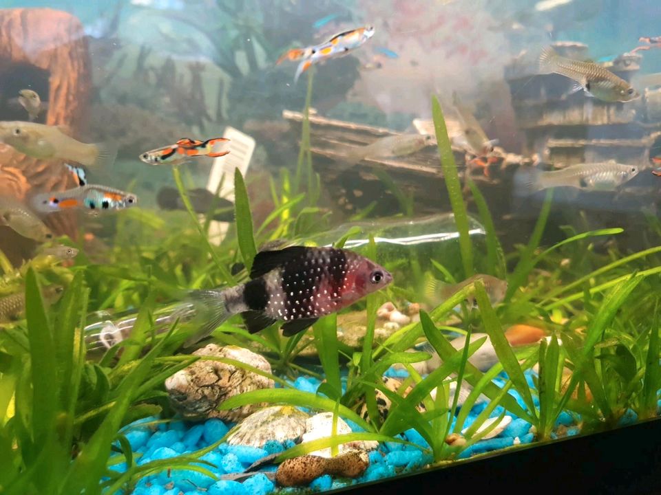 Aquarium fishe guppyes 1 euro  per stück wels in Greven