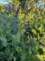 Steppensalbei Salvia Nemerosa kleine Pflanzen Thüringen - Uder Vorschau