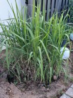 Schilf Chinaschilf Miscanthus sinensis über 2m Baden-Württemberg - Nußloch Vorschau