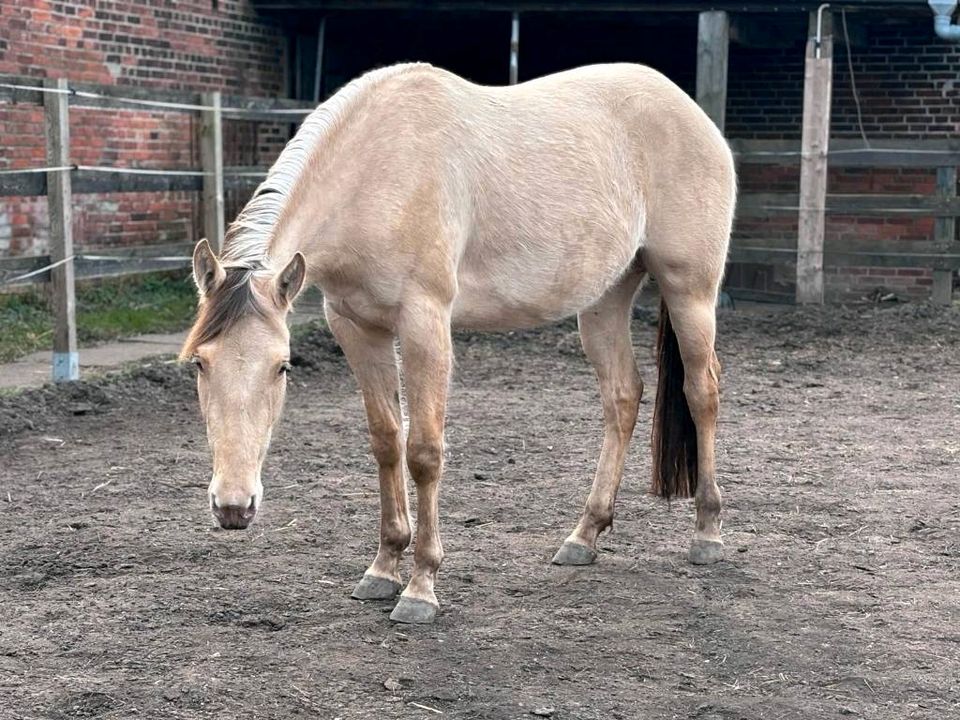 Paint Horse / Quarter Horse / Western / Freizeitpferd in Dessau-Roßlau