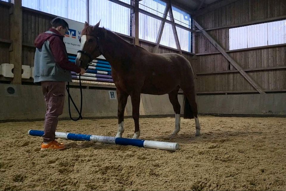 Biete Berittplätze Reitunterricht für 2024 in Pfalzgrafenweiler