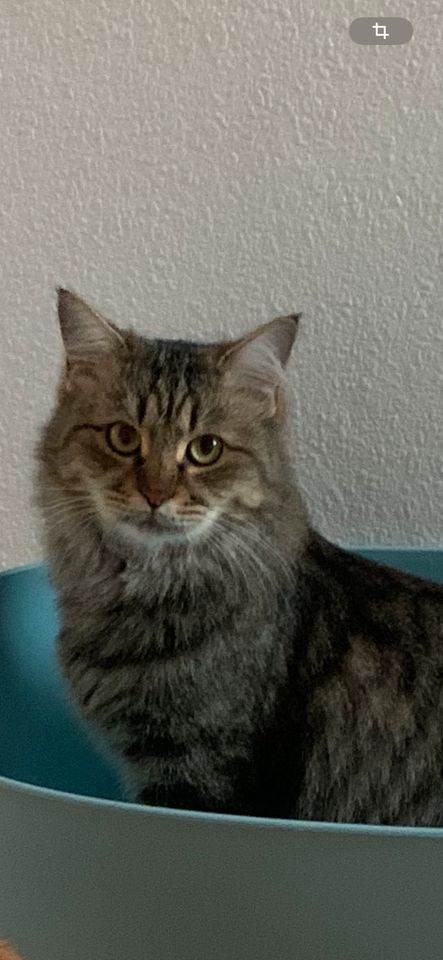Katze Lilly seit 14.1.24  in Freigericht Altenmittlau vermisst in Freigericht