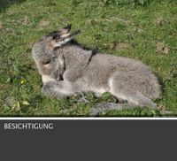 Bauernhaus mit Stall und Weide !!! Rheinland-Pfalz - Westerburg Vorschau