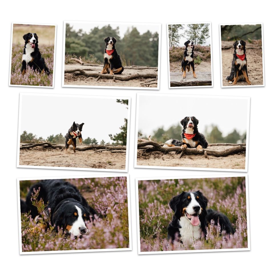 Hundeshooting/Fotoshooting/Vierbeiner in Lengede