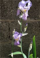 Iris germanica Schwertlilie Pflanze Rhizom Hessen - Groß-Gerau Vorschau