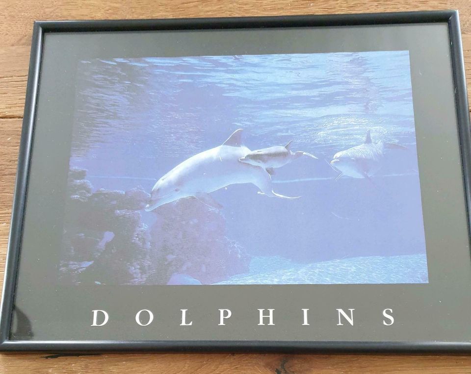3 schöne Bilder mit Delphinen in Tirschenreuth