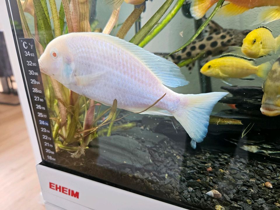 Malawi Albino, Buntbarsch, Fisch in Aalen