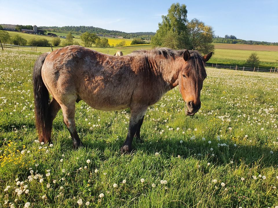 Reitbeteiligungen zu vergeben in 74423 Obersontheim in Obersontheim