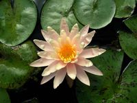 Nymphaea Peace Lily Baden-Württemberg - Waiblingen Vorschau