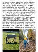 Connemara Pony Stute Bayern - Schwarzenbach a d Saale Vorschau