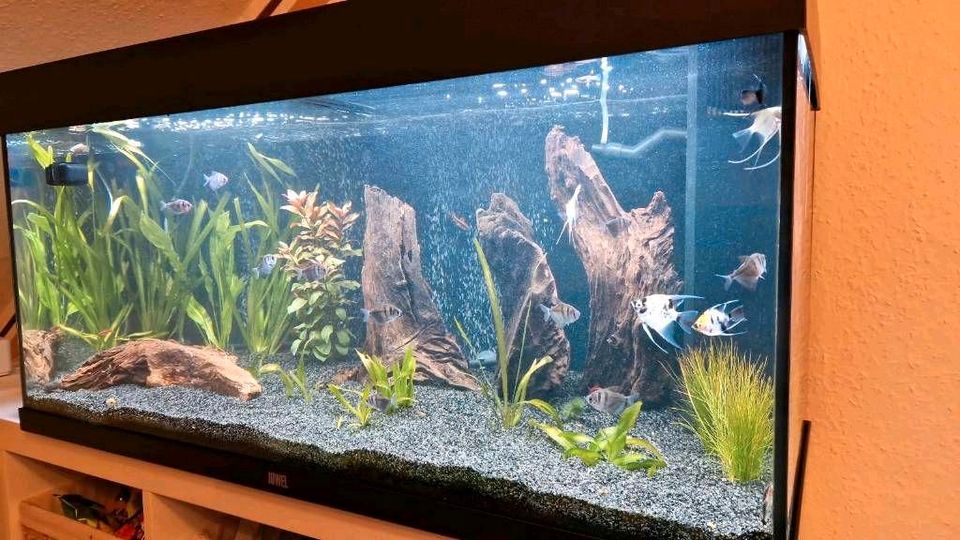 Aquarium Juwel 180l mit allem Zubehör Fische in Bonn